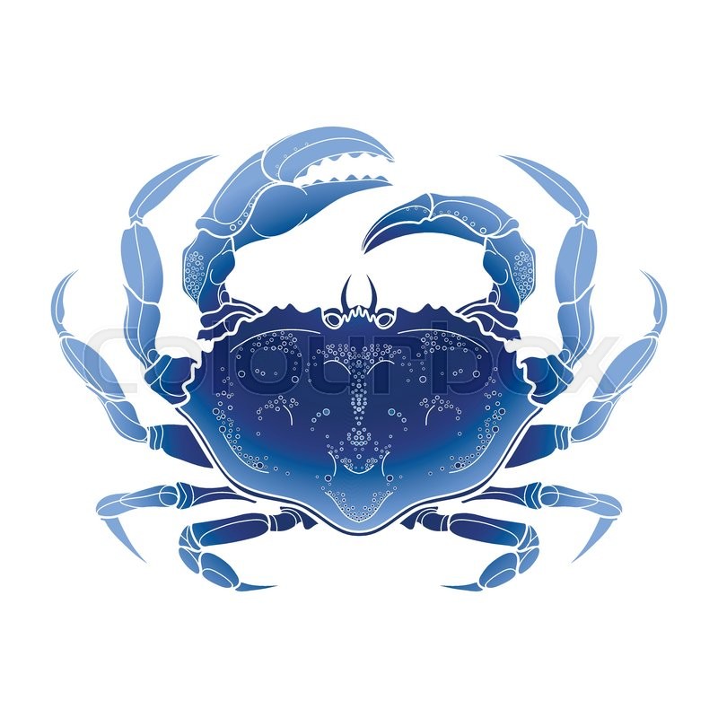 800x800 Graphic Vector Crab Drawn In Line Art Style. Sea And Ocean