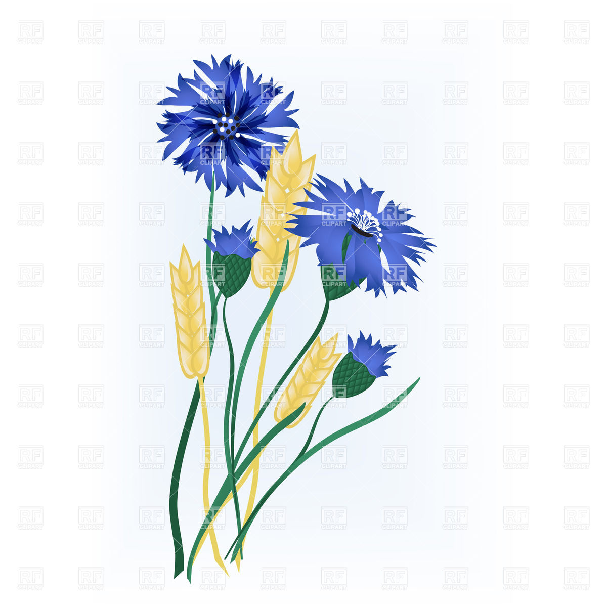 1200x1200 Wheat Ears Of Wheat And Blue Flowers Vector Image Vector Artwork