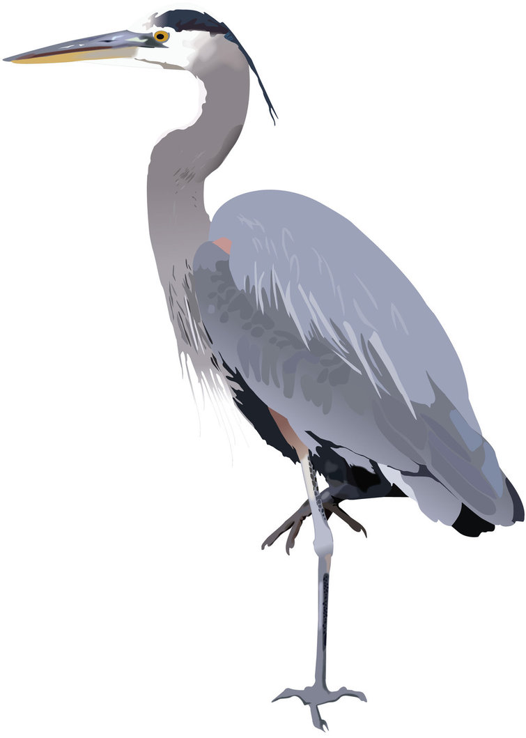 Blue Heron Vector at GetDrawings | Free download