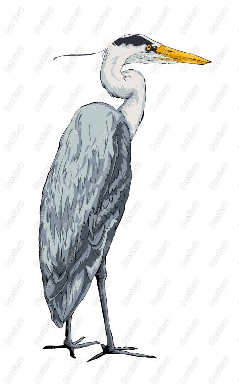 491x800 Great Blue Heron Clipart Animal 3581091
