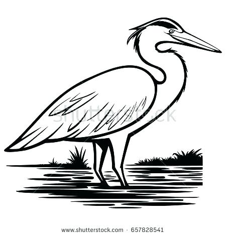 450x470 Great Blue Heron Coloring