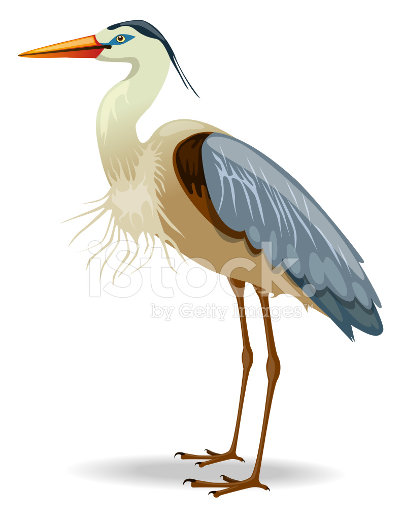 796x1024 Heron Stock Vector