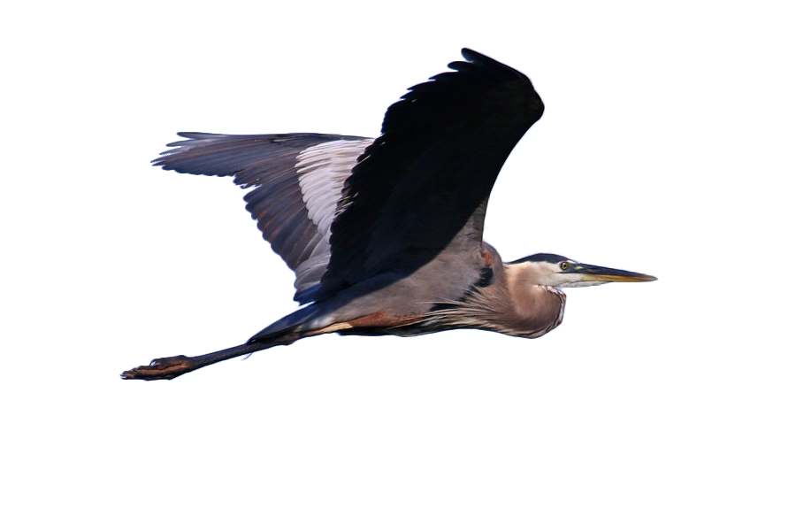 900x600 Heron Vector Free Download On Mbtskoudsalg
