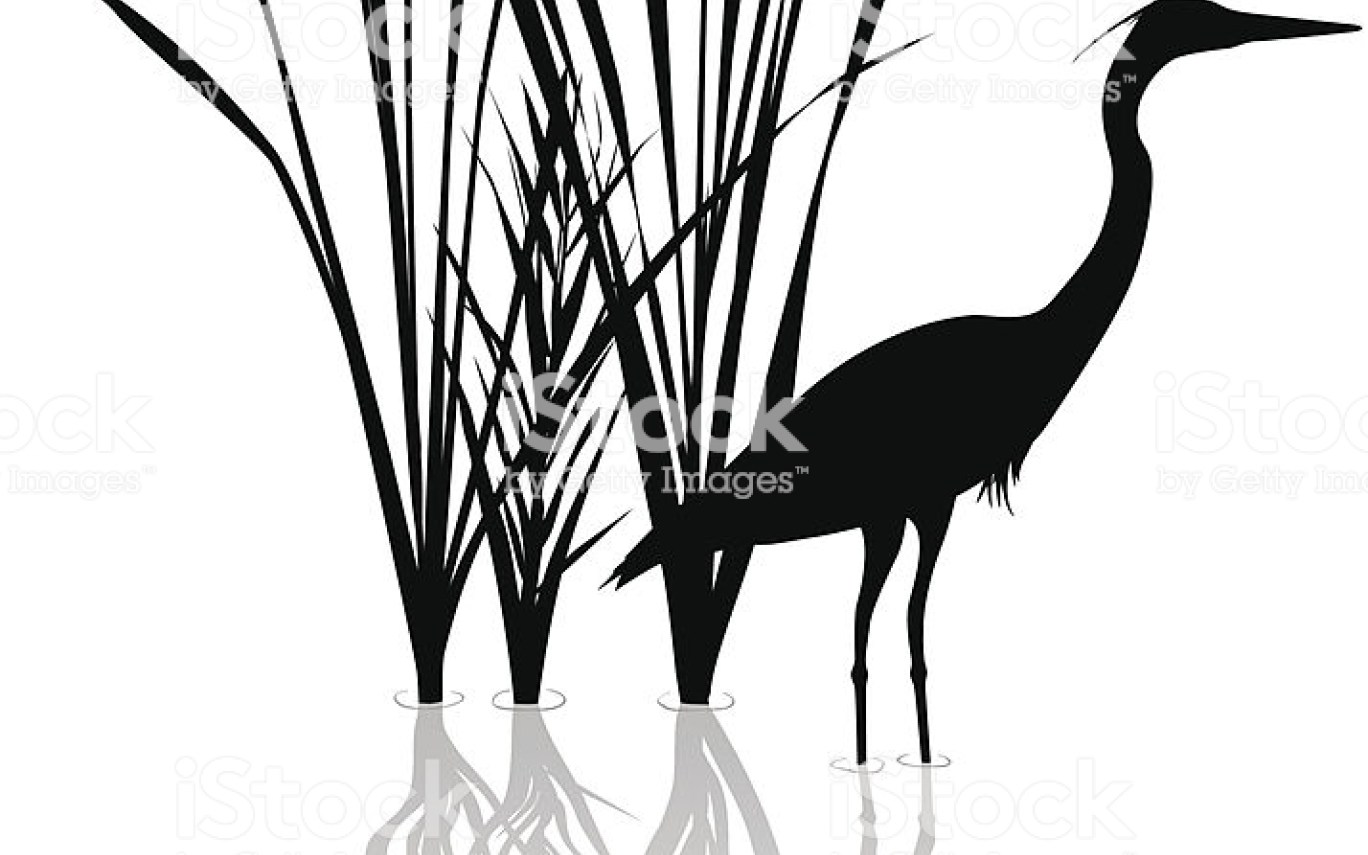 1368x855 Silhouette Of Great Blue Heron With Reflections Stock Vector Art