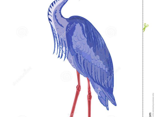 640x480 Blue Heron Clipart Vector 10