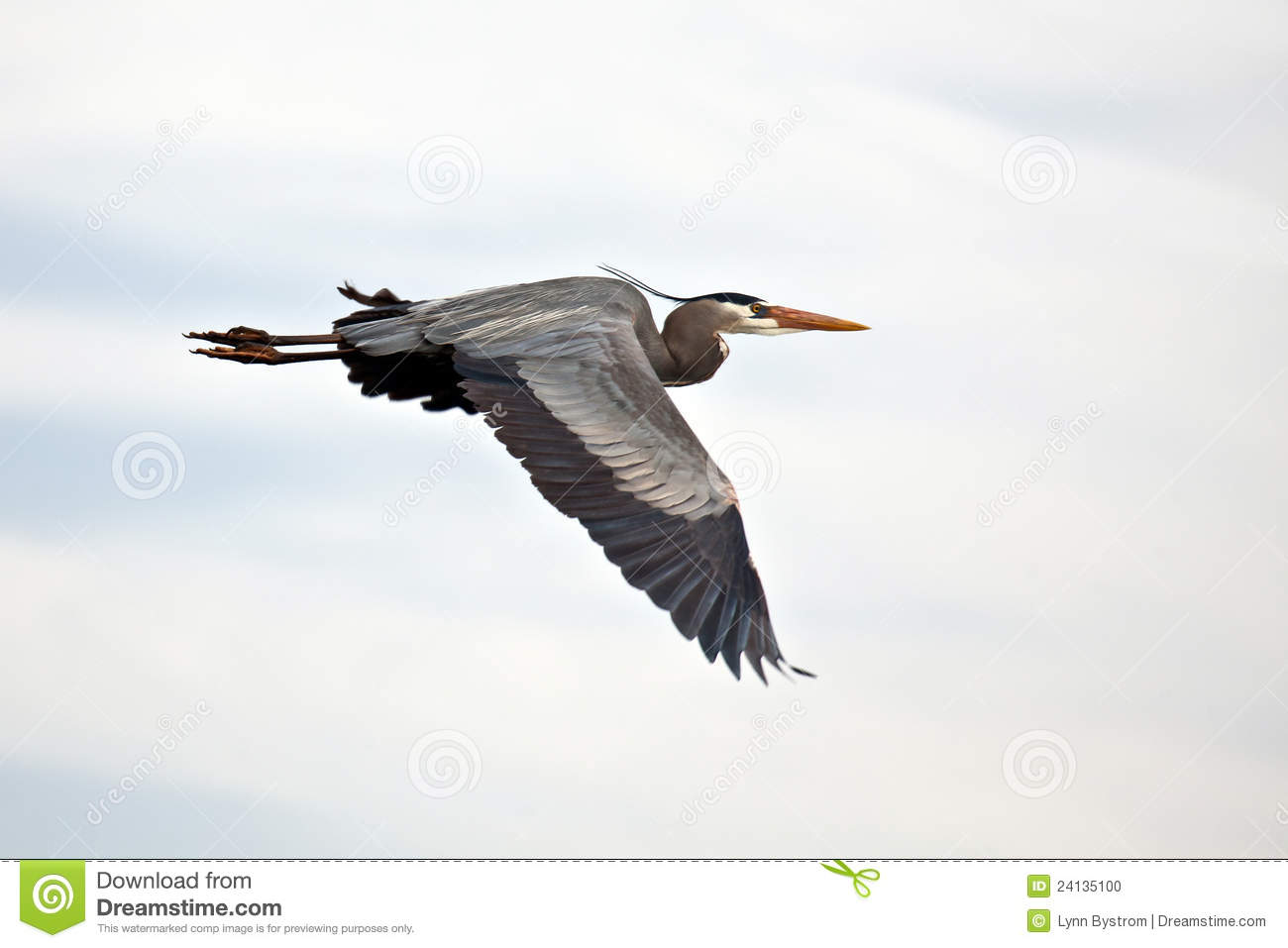 1300x957 Blue Heron Clipart Vector 6
