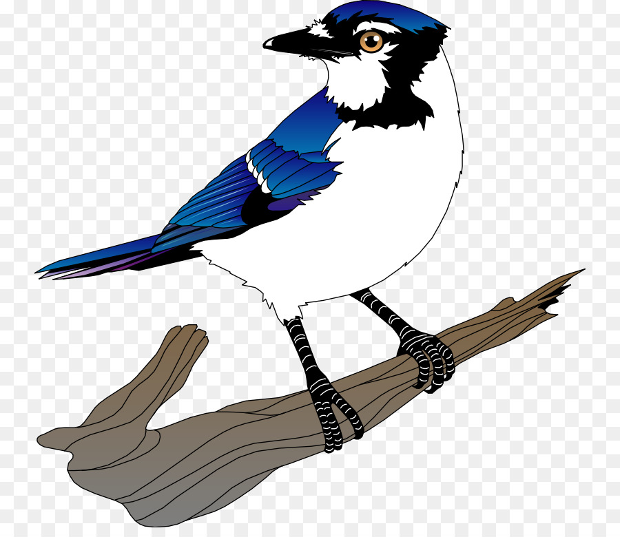 Blue Jay Vector at GetDrawings | Free download