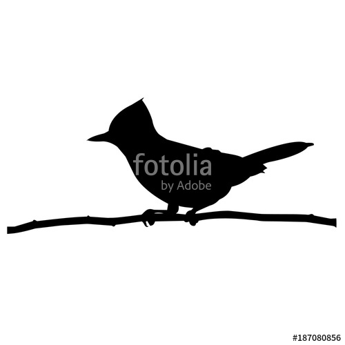 500x500 Blue Jay Stock Image And Royalty Free Vector Files On