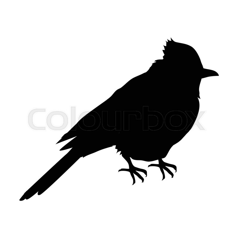 800x800 Blue Jay Vector. Birds Wildlife Concept In Black Color. North
