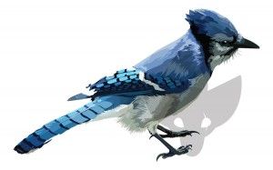300x187 Love This Blue Jay Vector By Stormyzoonoc Blue Jays