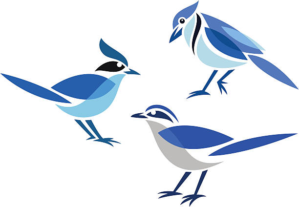 612x424 Blue Jay Bird Clipart Top 94 Free Spot
