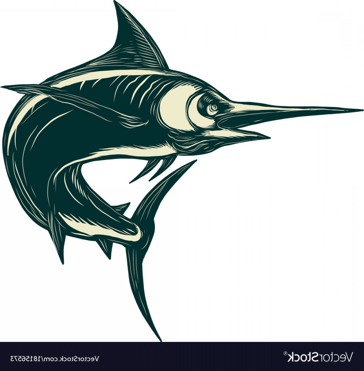 Search for Marlin drawing at GetDrawings.com