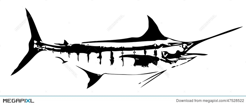 800x344 Blue Marlin Fish Vector Illustration 47528522