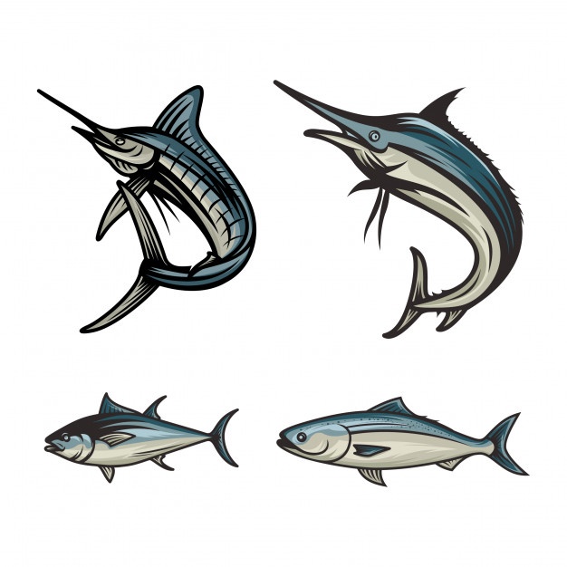 626x626 Marlin Vectors, Photos And Psd Files Free Download
