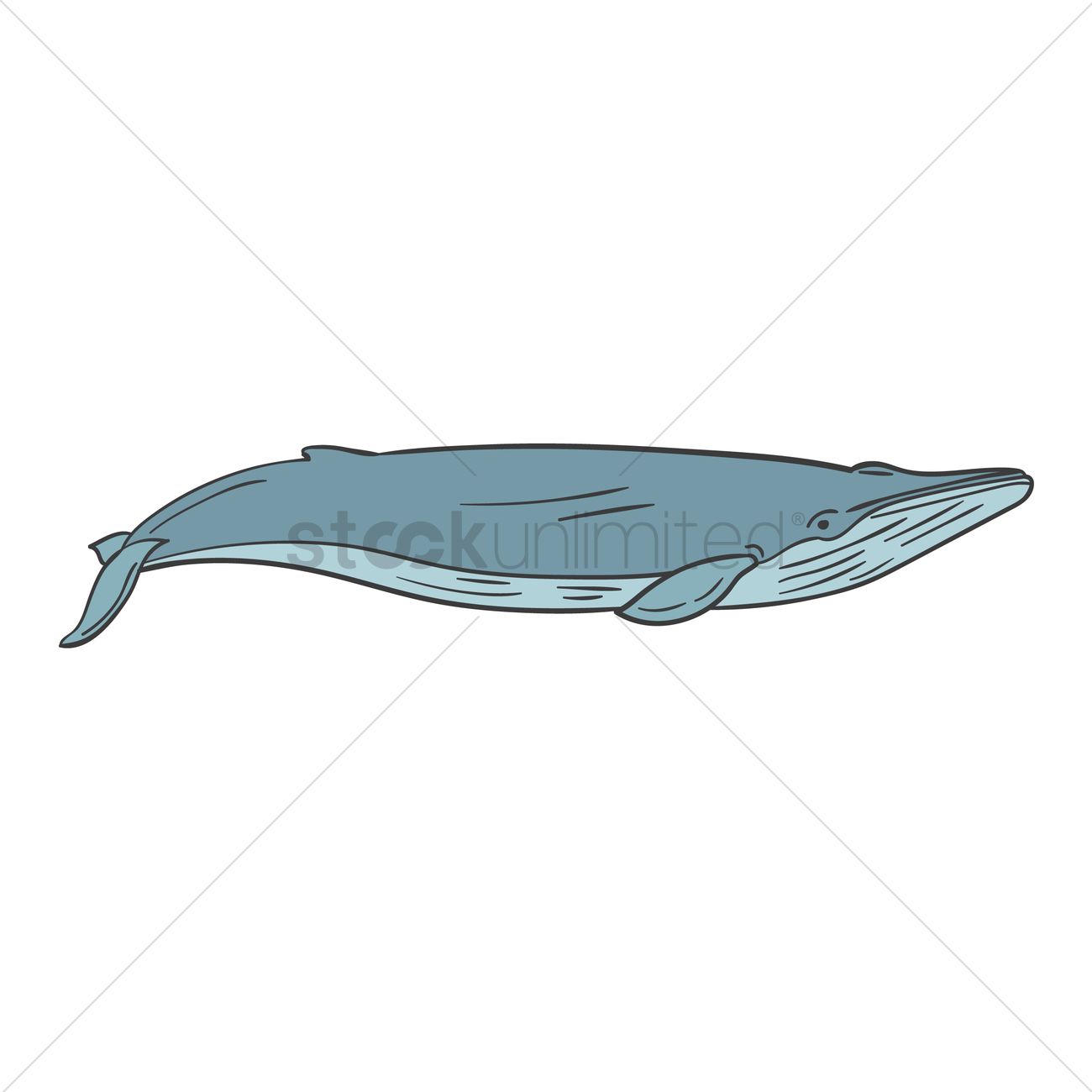 1300x1300 Blue Whale Vector Image