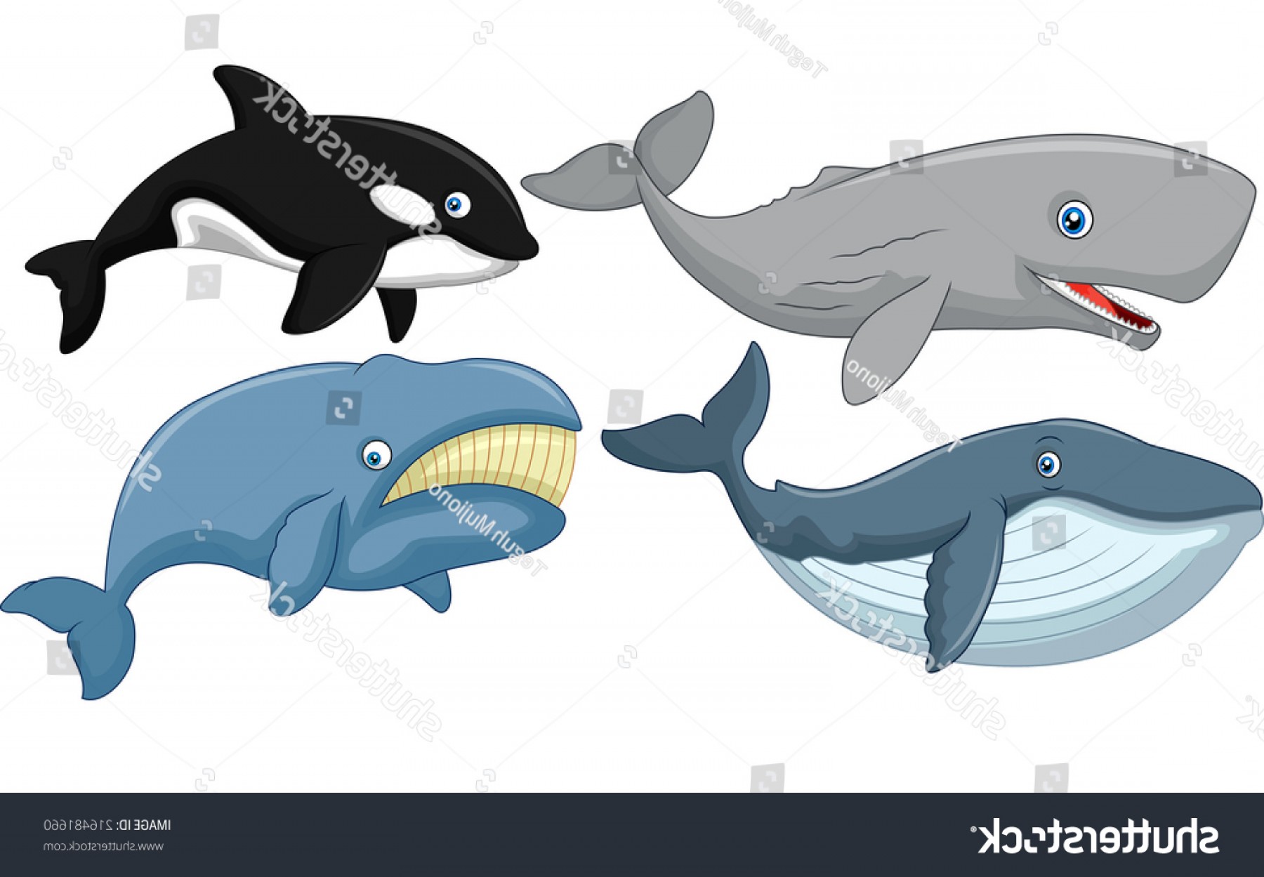 1800x1249 Important Cartoon Pictures Of Whales Blue Whale Isolated Over