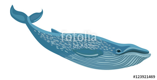 500x257 Vector Blue Whale Isolated On White Background Stock Image And