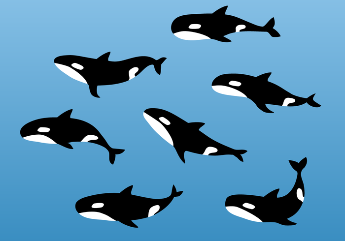 700x490 Whale Free Vector Art