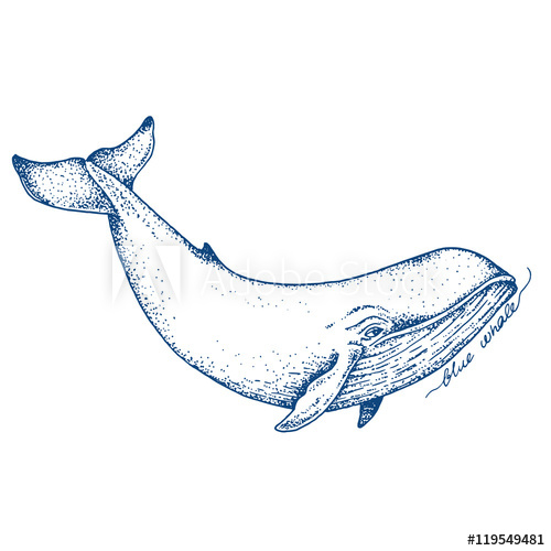 500x500 Big Blue Whale