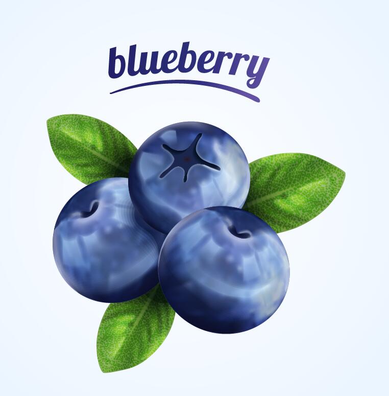 762x775 Blueberry Illustration Vector Material Free Download
