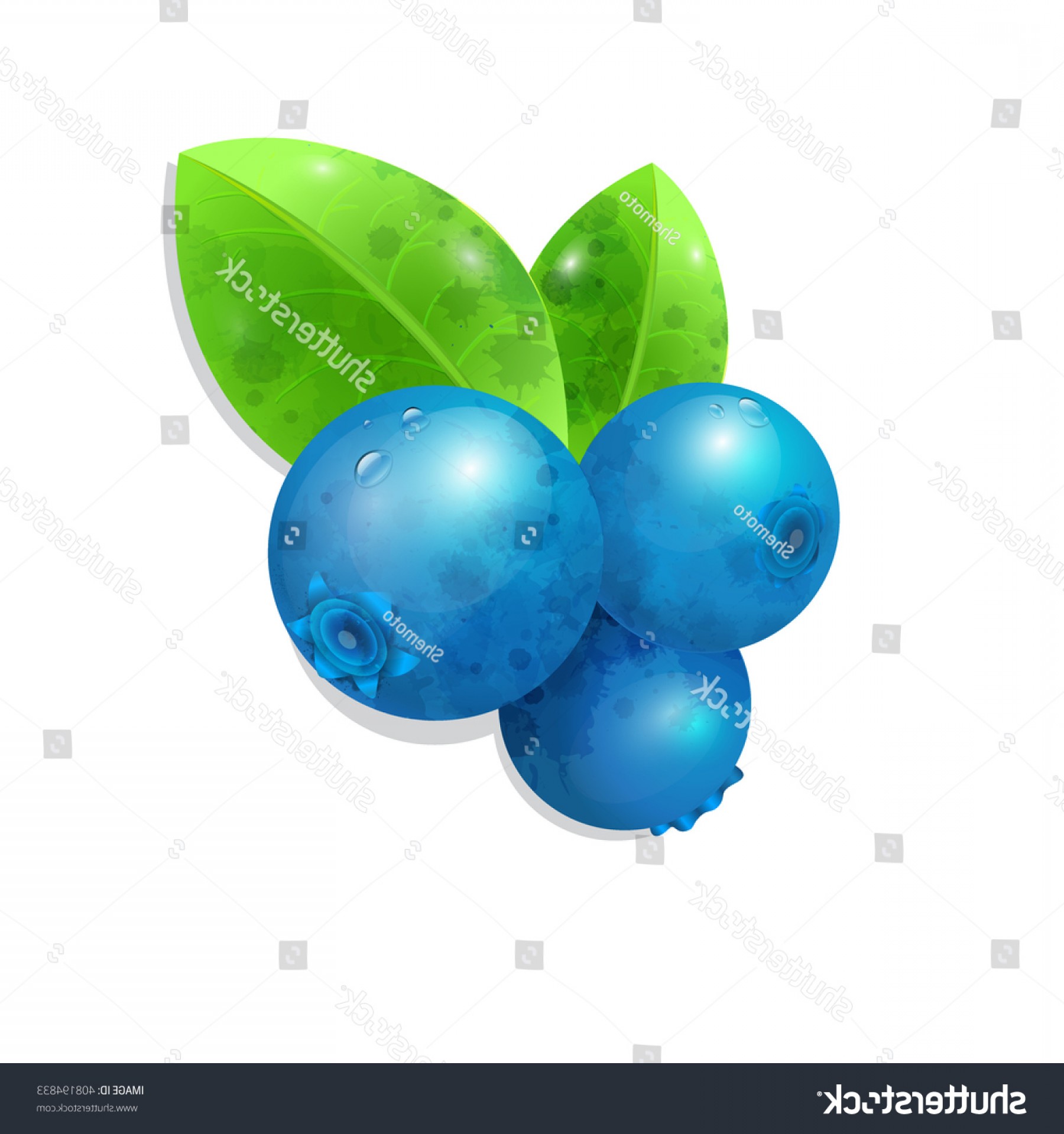 1800x1920 Blueberries Vector Illustration Isolated On White Lazttweet