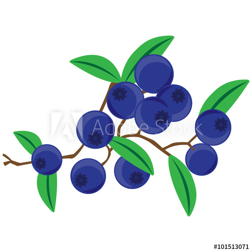 500x500 Blueberry. Vector Illustration.