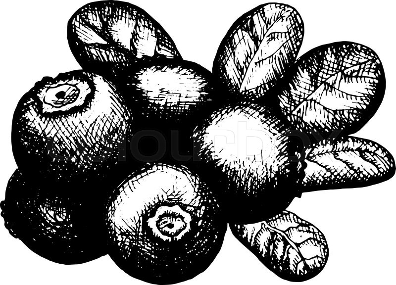 800x576 Hand Drawn Artistic Graphic Sketch Of Blueberry Stock Vector