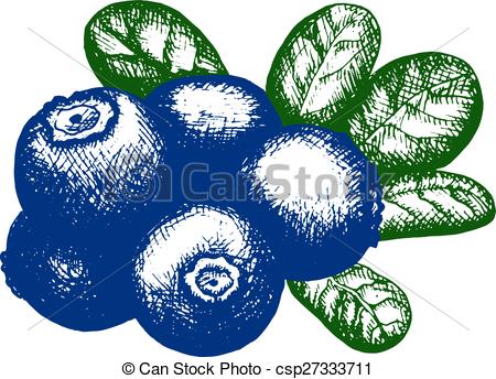 450x344 Hand Drawn Artistic Graphic Sketch Of Blueberry Vector Clip Art