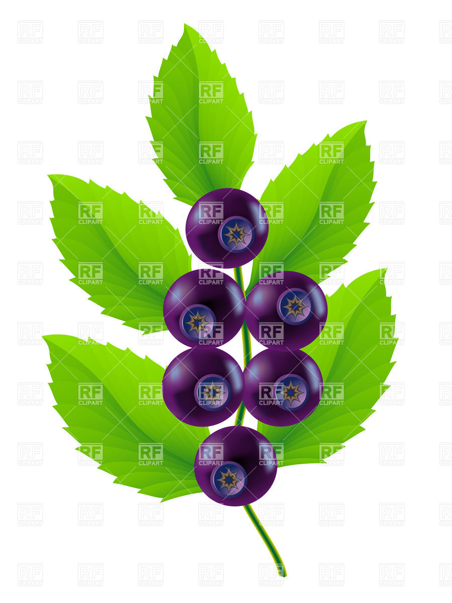 900x1200 Twig Of Blueberries With Leaves Vector Image Vector Artwork Of