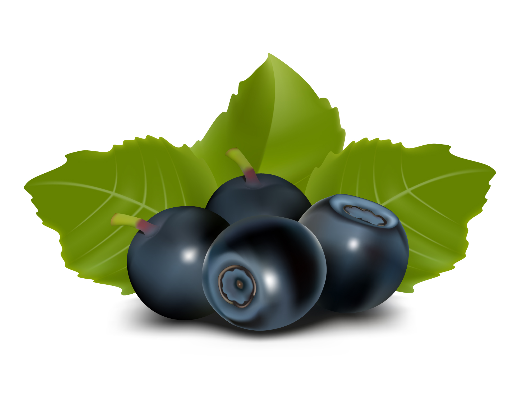 1997x1501 Blueberries Vector Material Free Download Web