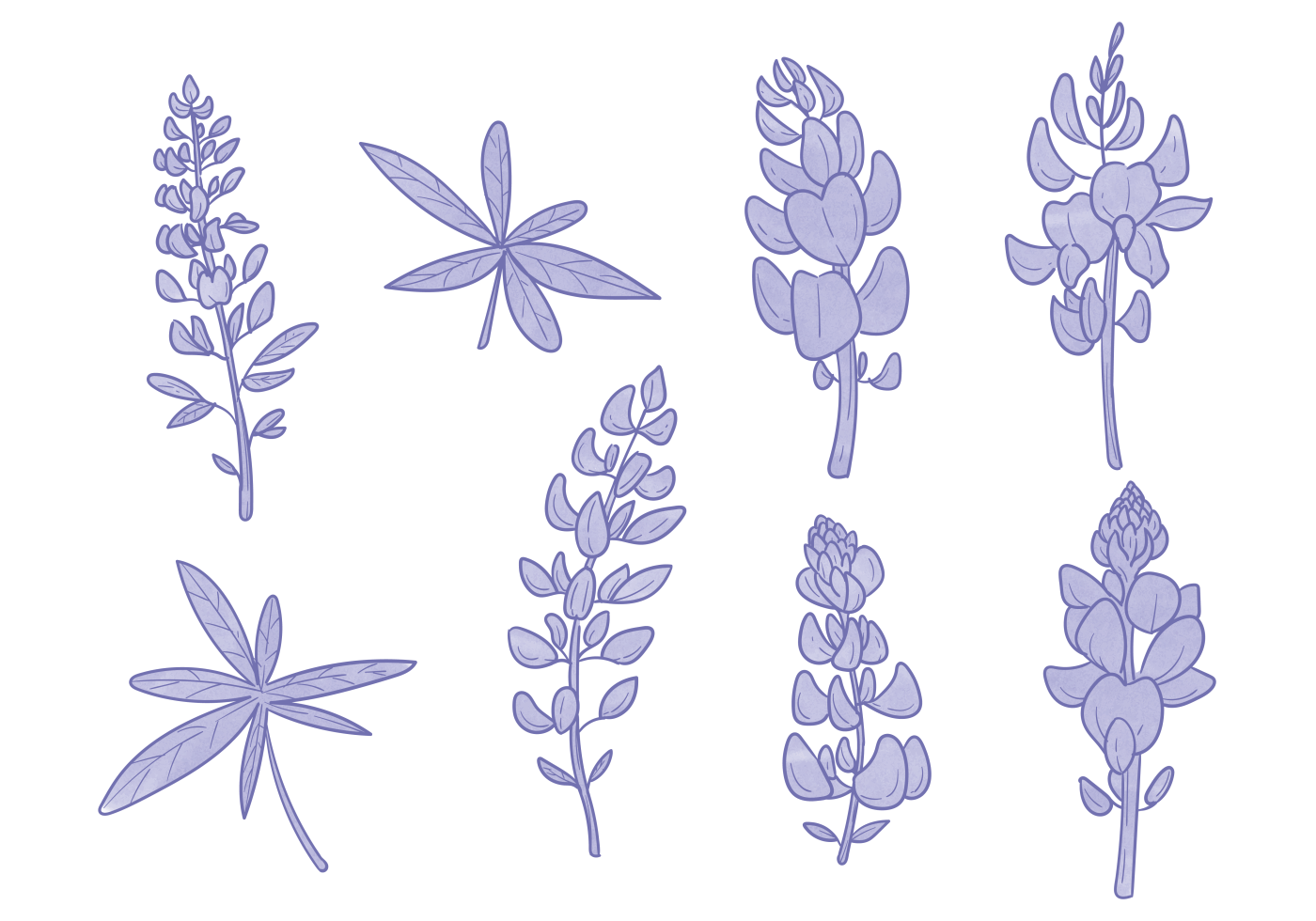1400x980 Bluebonnet Free Vector Art