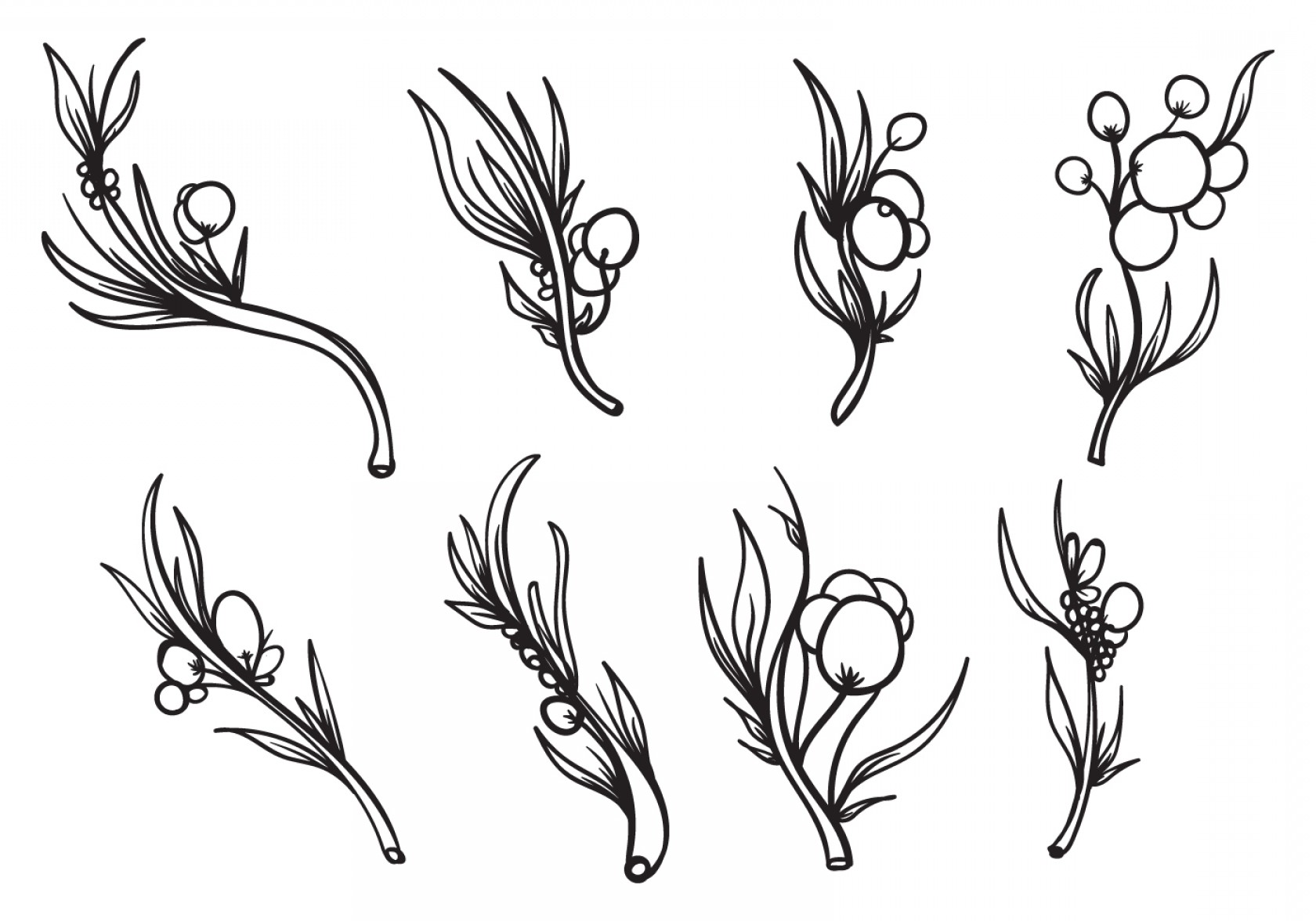 1680x1176 Bluebonnet Vector Black And White Geekchicpro