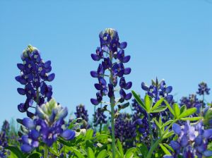 300x224 Texas Bluebonnets Vectors, Photos And Psd Files Free Download