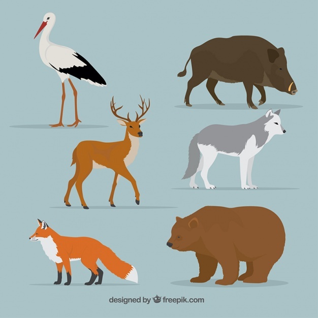 626x626 Wild Boar Vectors, Photos And Psd Files Free Download