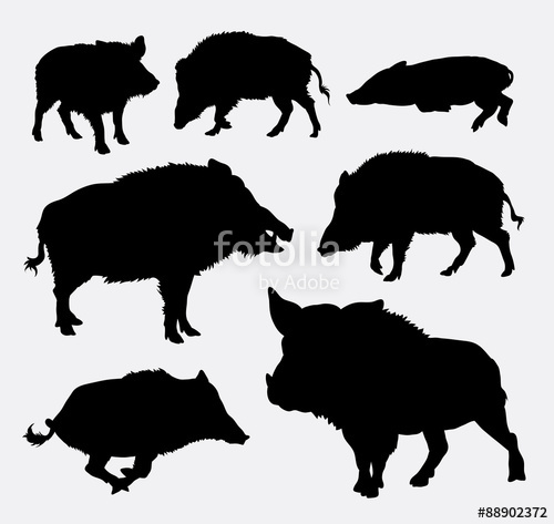 500x473 Wild Boar Silhouette Stock Image And Royalty Free Vector Files On