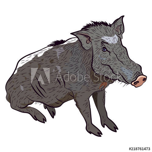 500x500 Wild Boar. Vector Isolated Illustration.
