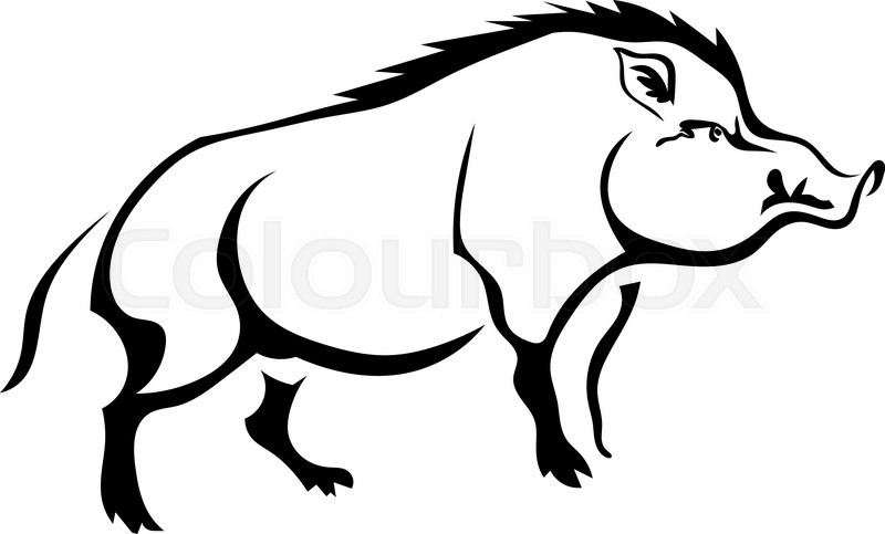 800x483 Black Silhouette Wild Boar On White Background. Isolate. Vector