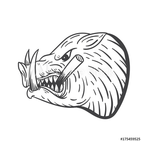 500x500 Wild Boar Vector Illustration