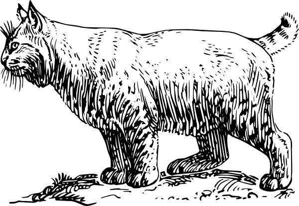 600x414 Bobcat Clip Art Free Vector 4vector