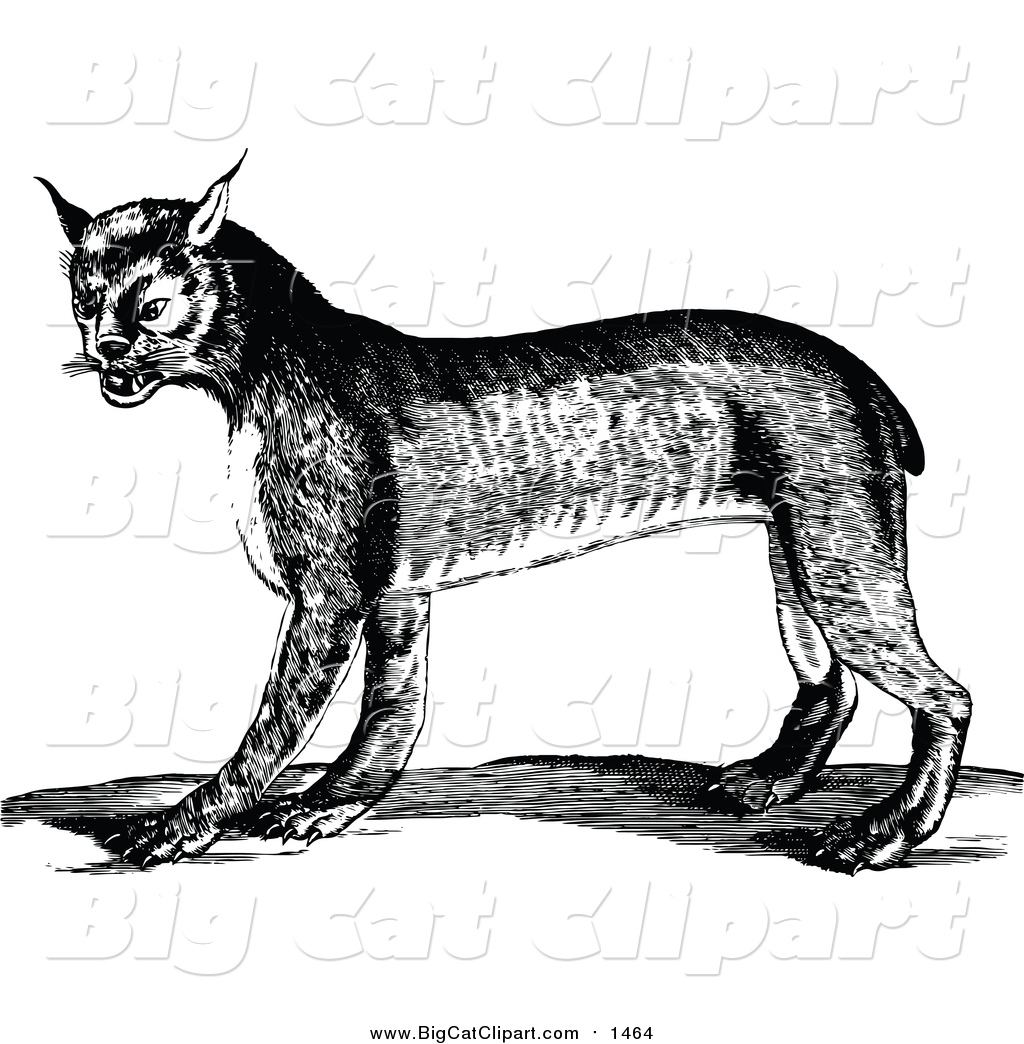 1024x1044 Big Cat Vector Clipart Of A Black And White Bobcat By Prawny