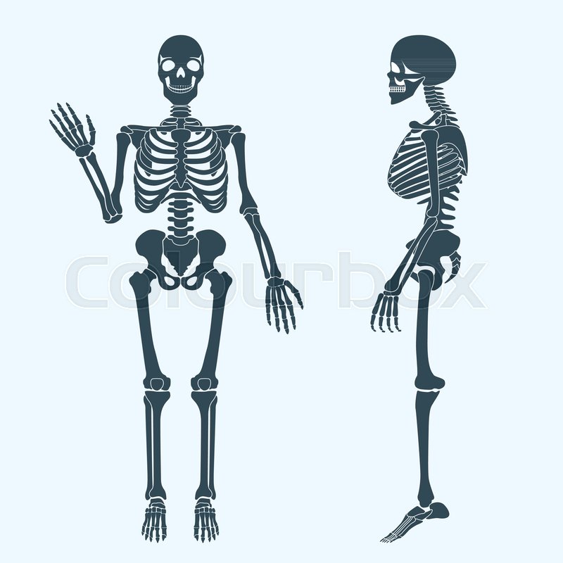 800x800 Human Bones Skeleton Silhouette Vector. Anatomy Of Human Body