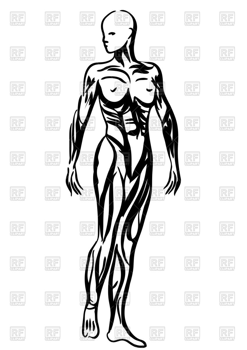 849x1200 Outlines Of Human Body