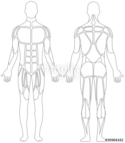 437x500 Human Body Stock Image And Royalty Free Vector Files On Fotolia