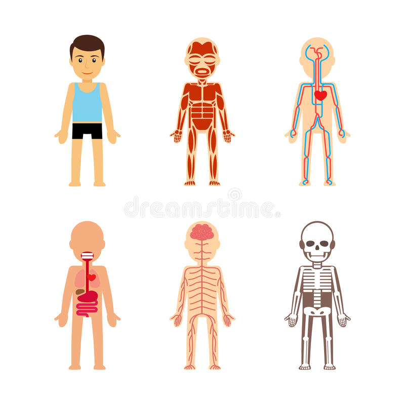 800x800 Anatomy Of Body Vector Stock Illustration Cute 64902602