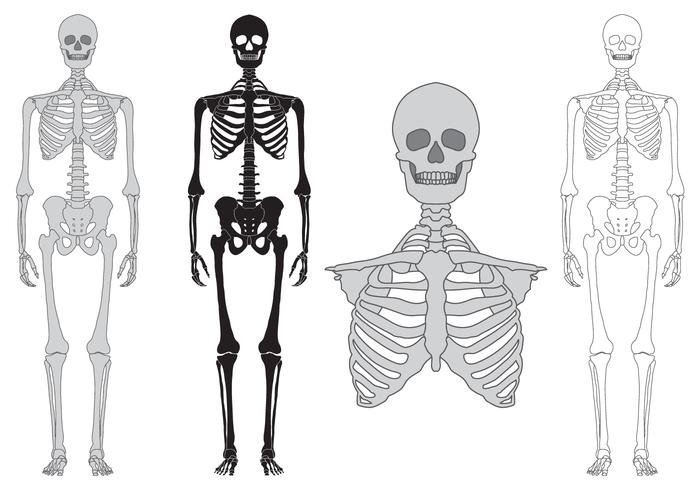 700x490 Bone Free Vector Art