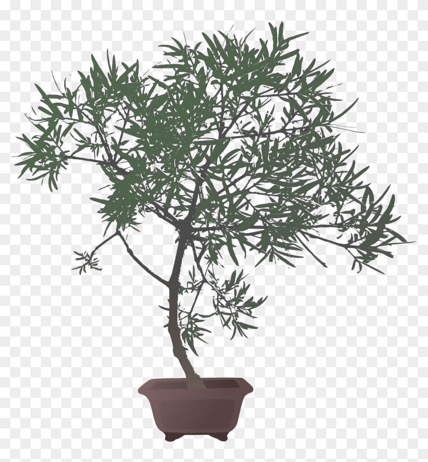 840x906 Bonsai Tree Vector
