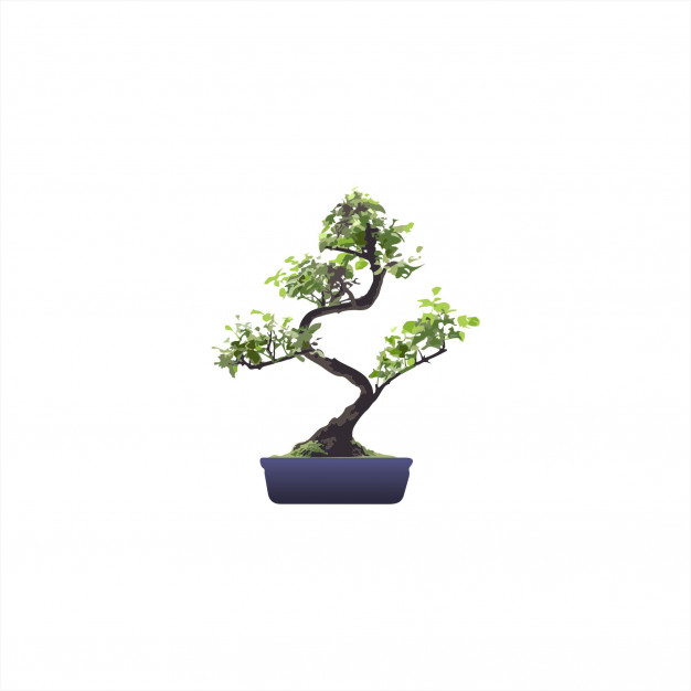 626x626 Bonsai Vector Premium Download