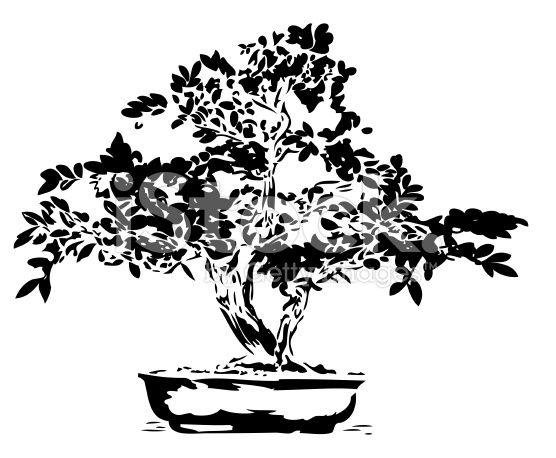 556x458 Bonsai Illustration In Black Lines, High Detail In Shapes And