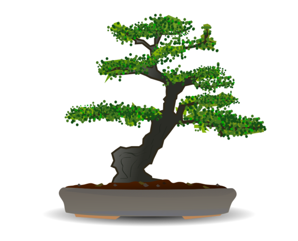 592x480 Free Bonsai Psd Files, Vectors Amp Graphics
