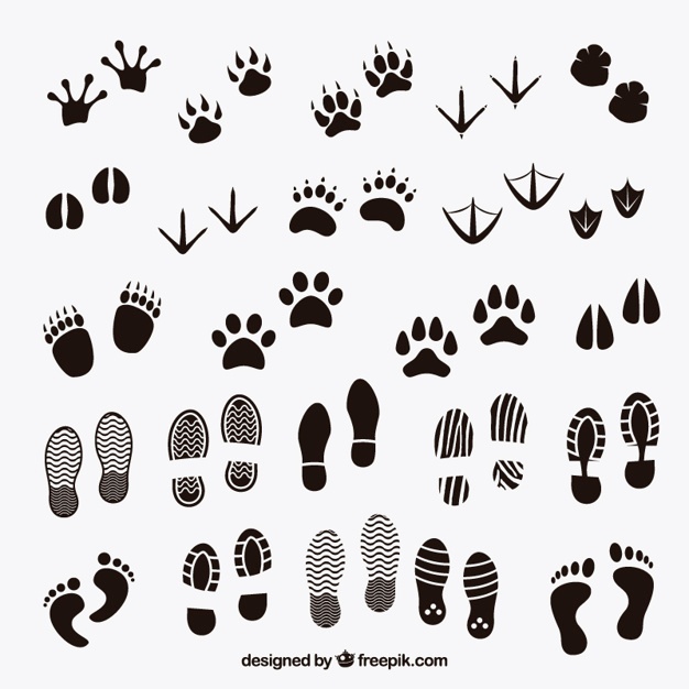 626x626 Footprint Vectors, Photos And Psd Files Free Download